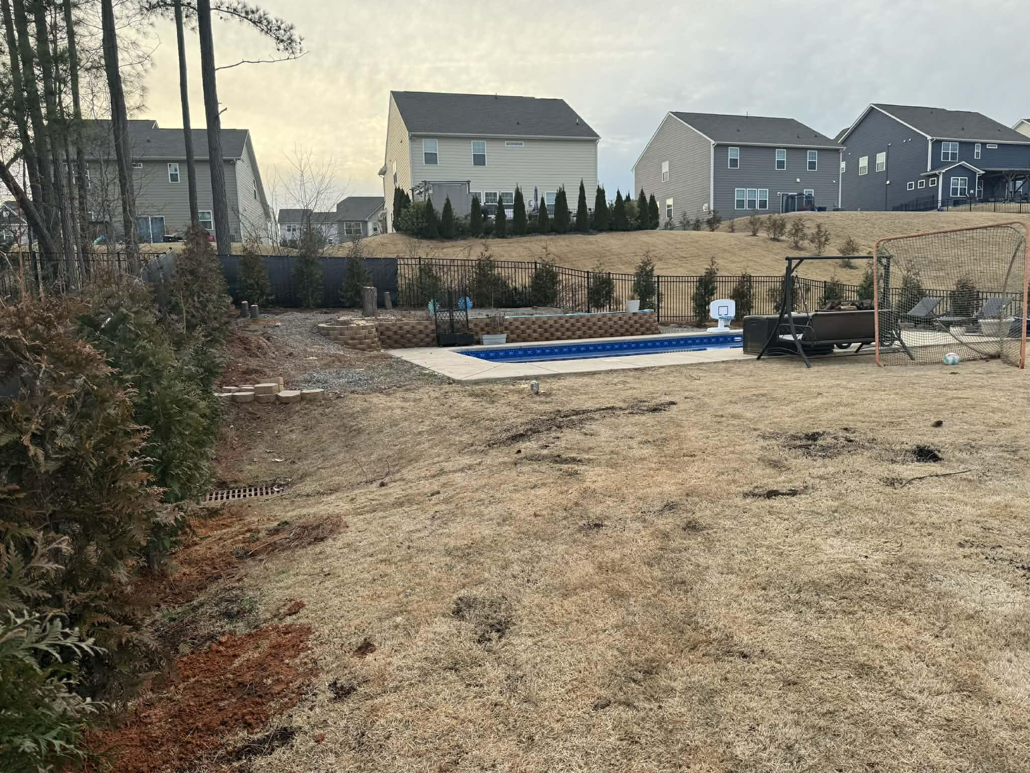 Cleared yard beside a backyard pool with a row of young privacy trees along the fence line
