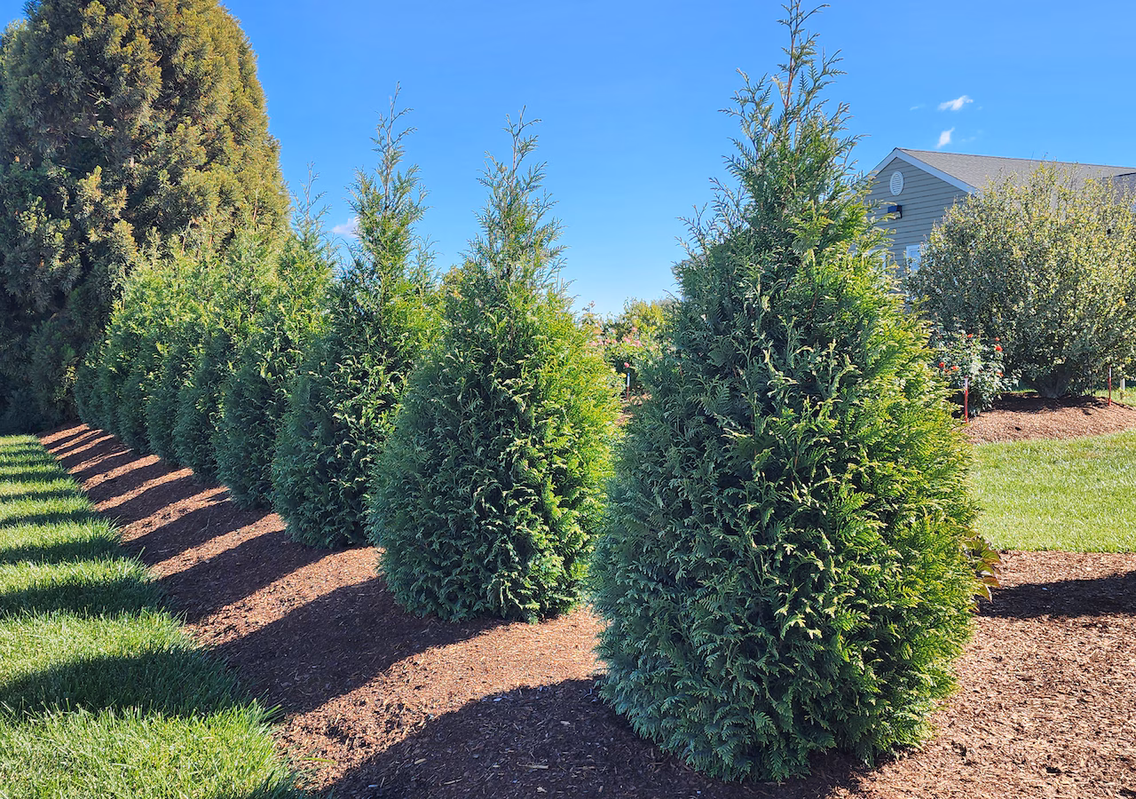 Young Green Giant Arborvitae planted in a mulched row in a backyard