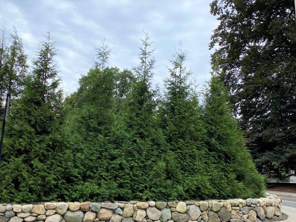 Mature Green Giant Arborvitae screen behind a low stone wall