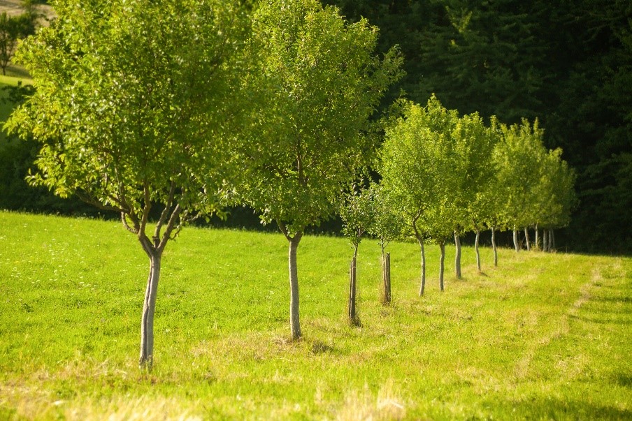 property line plant trees in NC