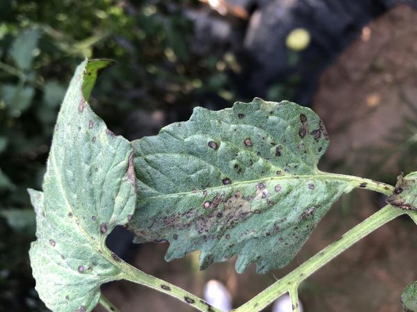 Pest or Disease on One Side Only