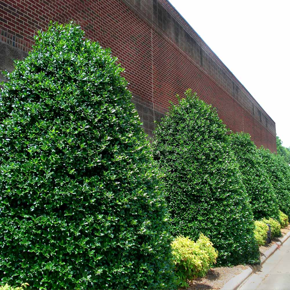 Nellie Stevens Holly trees planted along a brick building wall