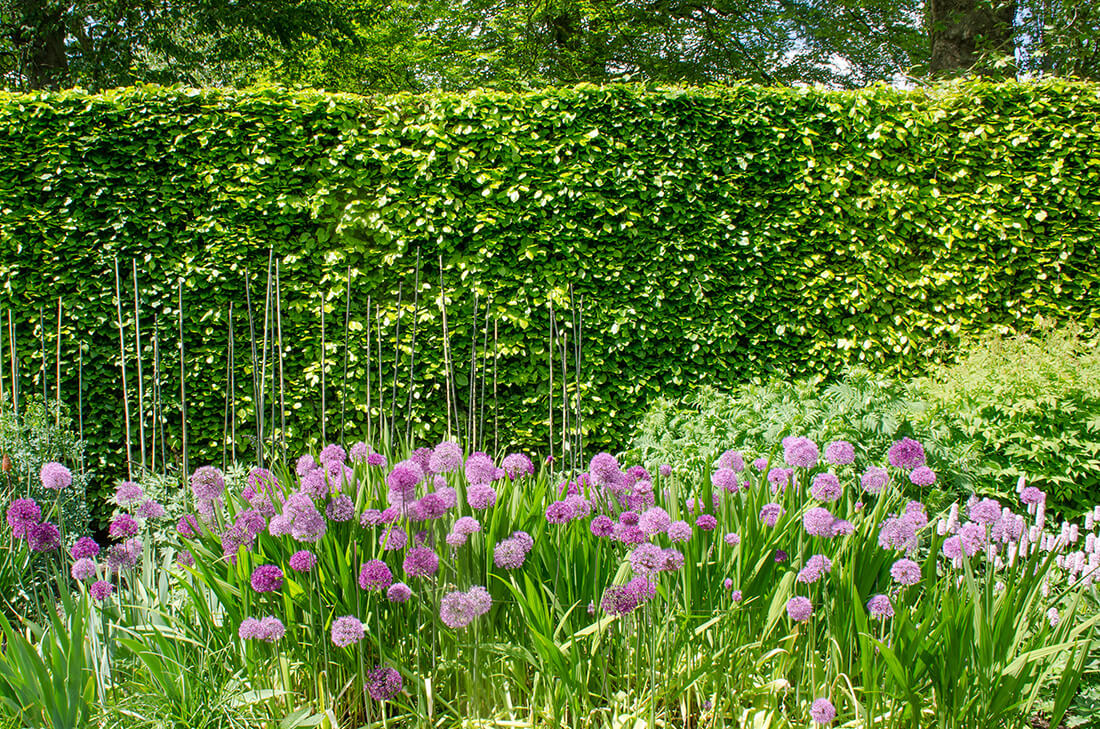 Tall clipped green hedge behind a flower bed of purple allium