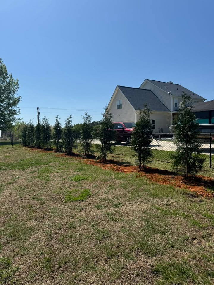Row of young evergreen privacy trees planted along a residential property line