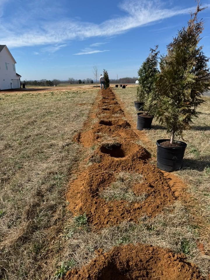 Privacy trees in the Piedmont region